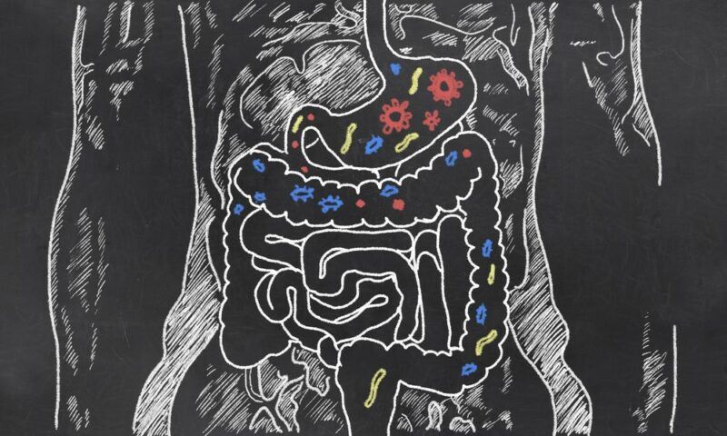 A chalk image showing a person's gut and the idea of microbes for gut health