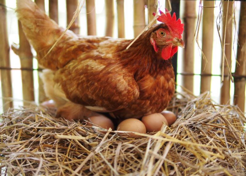 A hen in a coop with eggs under her