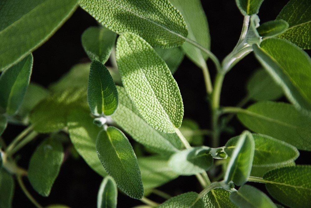How to Propagate Sage from Cuttings A Beginner’s Guide Food For Net