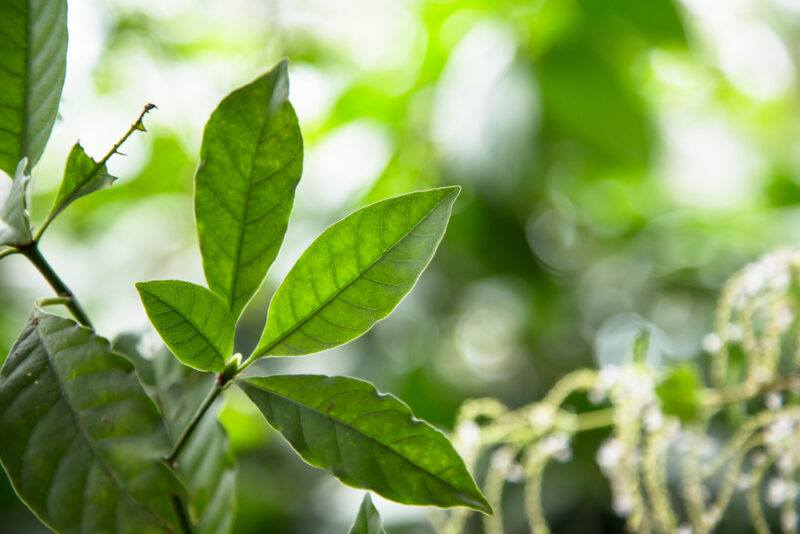 A close up of the Ayahuasca plant leaf growing in a forest