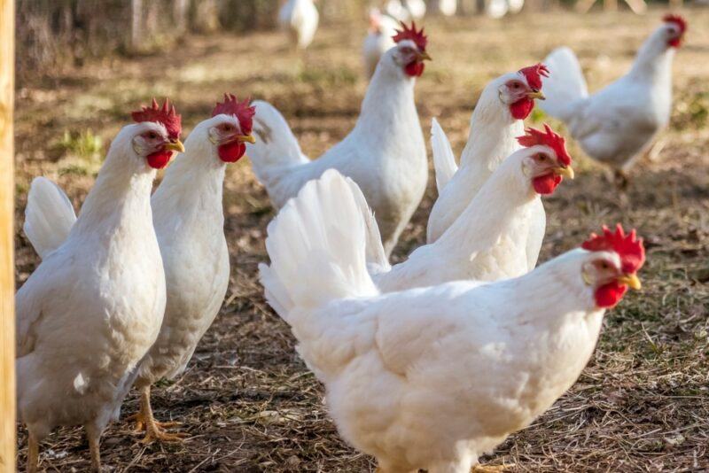 A large number of white Leghorn chickens, all with red combs