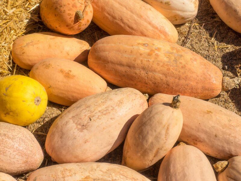 A large collection of banana squashes, plus one smaller yellow squash