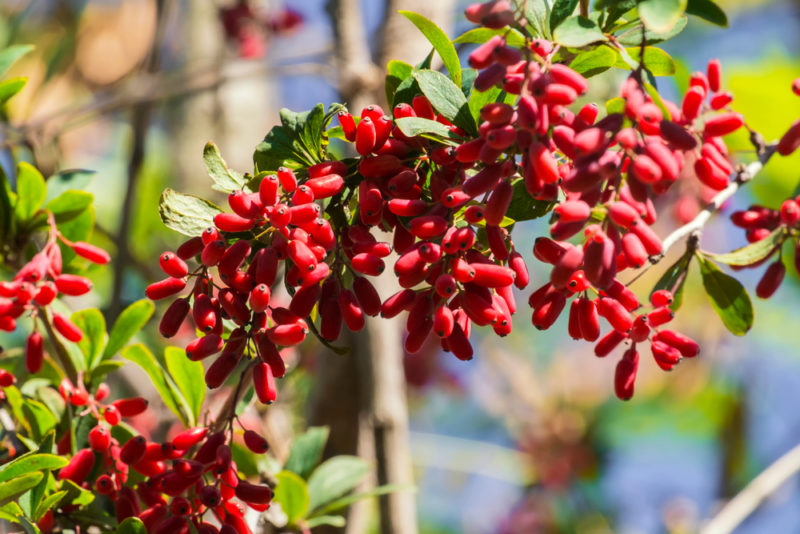 A branch laden with many fresh barberries