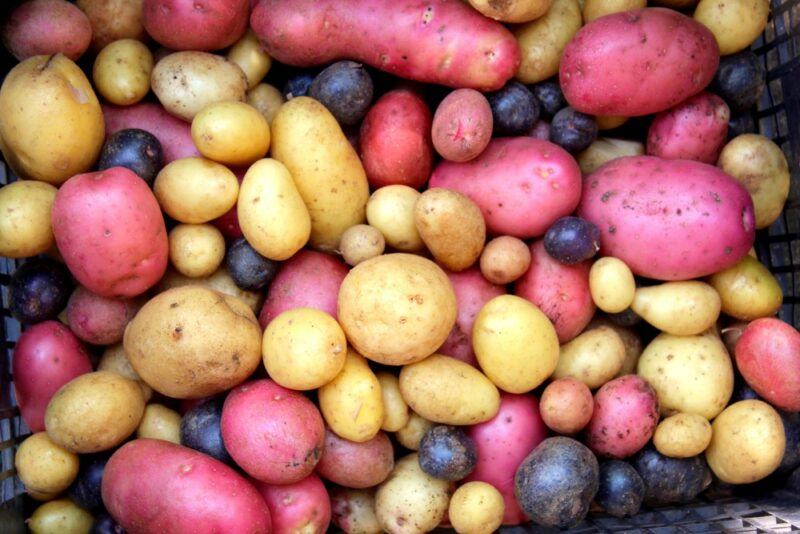 A selection of clean raw potatoes, including light purple, dark purple, and white potatoes