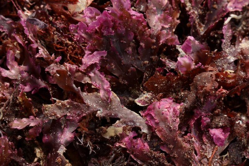 Fresh purple dulse seaweed