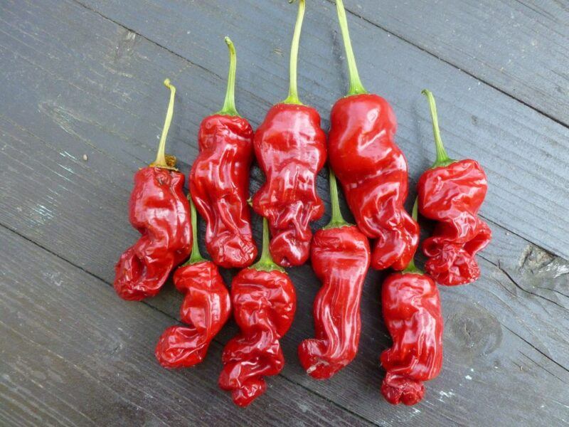 A black wooden table with a collection of red peter peppers