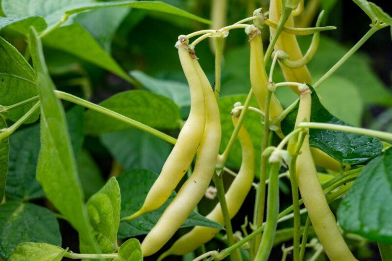 Yellow beans or wax beans growing outside surrounded by plenty of leaves