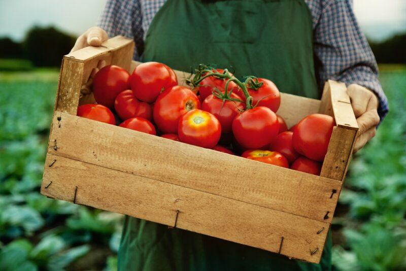 A farmer standing in fields holding a wooden crate filled with tomatoes