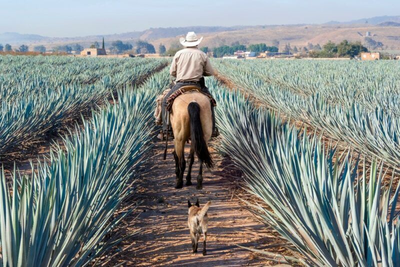 A farmer riding a horse or donkey through agave plants