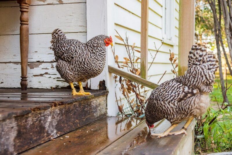 A few black and white Plymouth Rock chickens on stairs outside someone's house