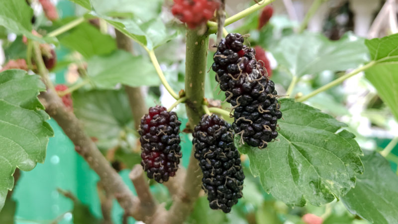 A few black mulberries growing on a bush with some type of green building in the background