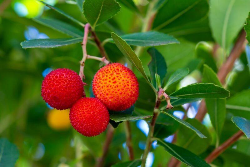 Fresh fruits growing on a strawberry tree