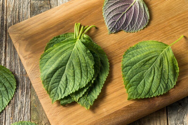 A wooden board with some green and one purple perilla leaves laid flat.