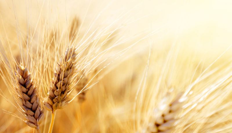 Fresh wheat in a field in the sunshine