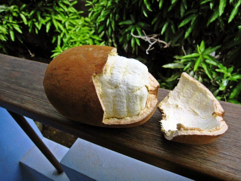 A fresh cupuacu fruit on a wooden railing, with some plants in the background