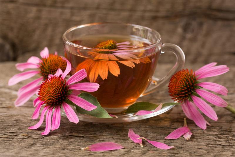 A glass mug of echinachea tea with a flower in it, along with three echinacea flowers on the table