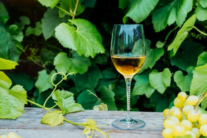 A glass of viognier wine sitting outside surrounded by grape vines