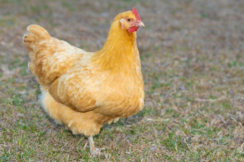 A golden Buff Orpington chicken walking across grass