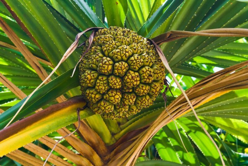 A green hala fruit with cone shapes that's growing outside with plenty of bright green leaves