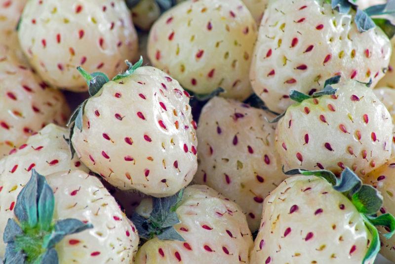 White pineberries in a group with their red seeds showing