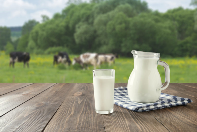 A jug of milk on a napkin on a table, next to a glass of milk overlooking a field with cows