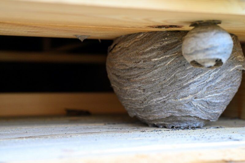 Two wasp nests between boards in a home, highlighting the idea of a wasp infestation