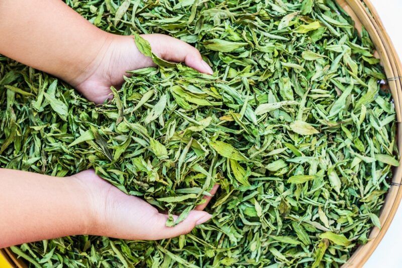 Someone scooping out stevia leaves from a large bowl