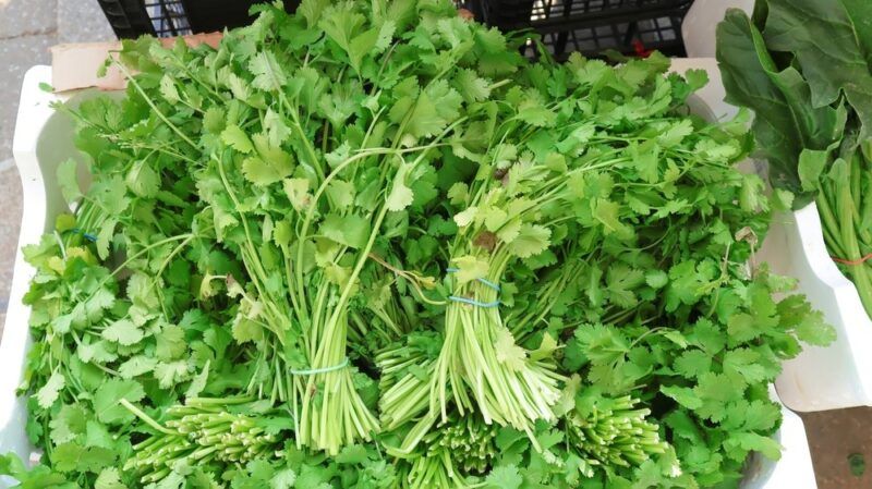 Fresh bundles of Chinese celery all contained within a large white container.