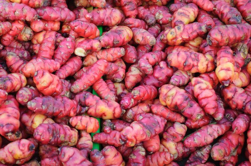 A large pile of fresh orange-red oca roots all clustered together