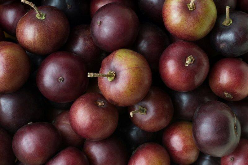 A large pile of purple governor's plums