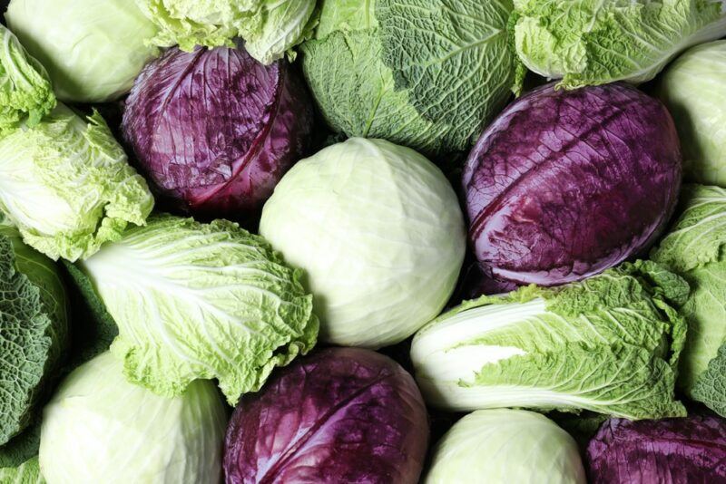 Many fresh cabbages, including different colors and shapes