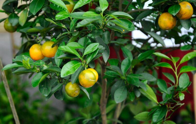 A tall tree with dark green leaves and many calamodin limes, which are yellow rather than green