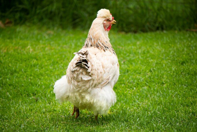 A large white Ameraucana chicken with black feathers on its rear, walking across bright green grass