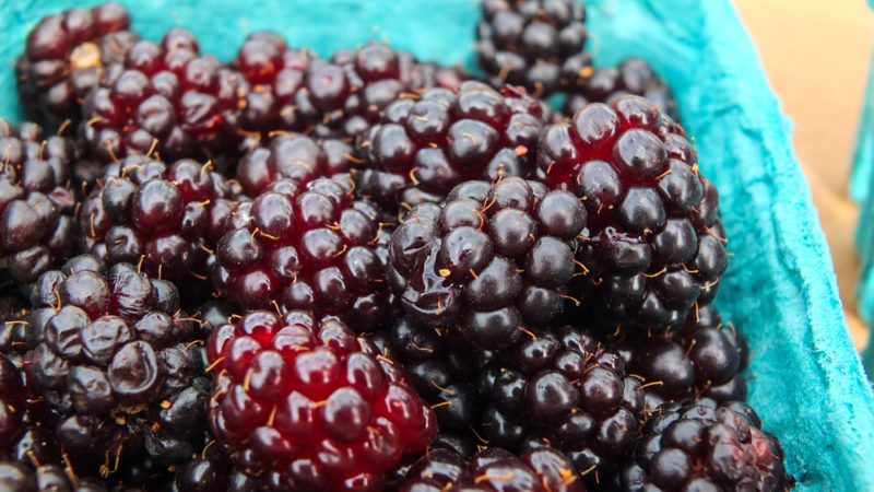 A light blue container of some typefilled with olallieberries