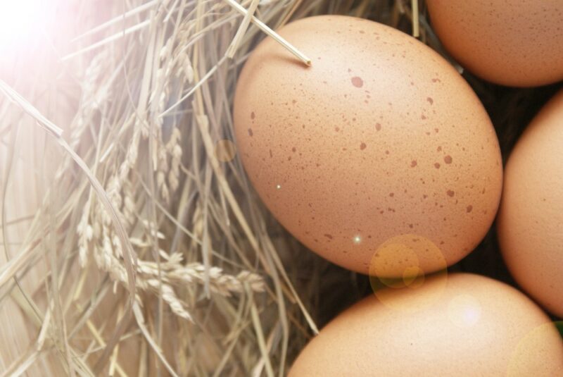 A macro image of a few eggs in straw with light coming in