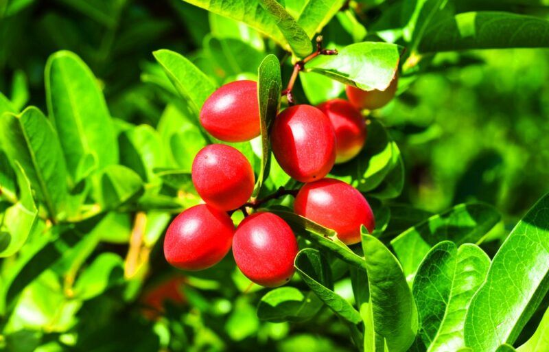 A miracle tree with a collection of bright red miracle fruits