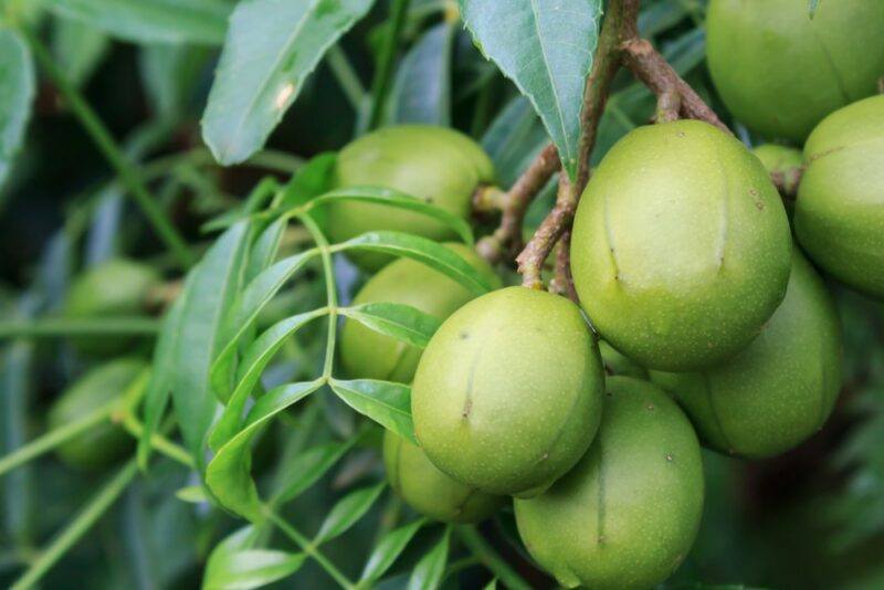 Large green ambrella fruits growing on vines outside