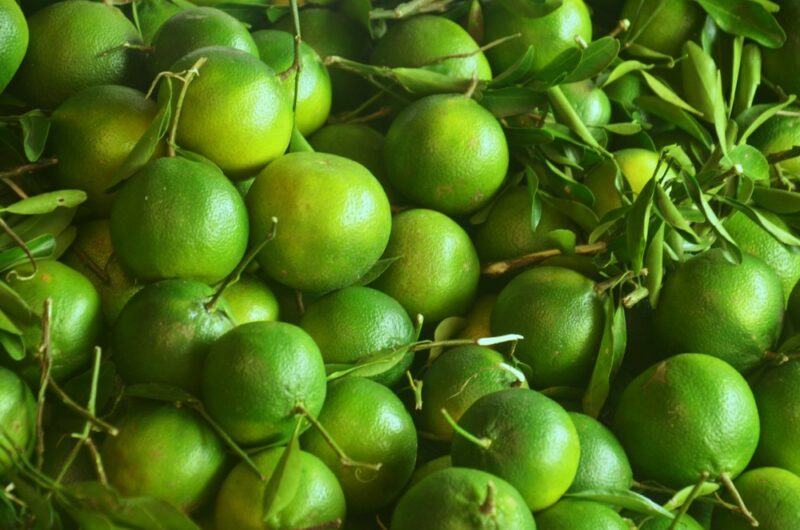 A pile of green dalandan oranges