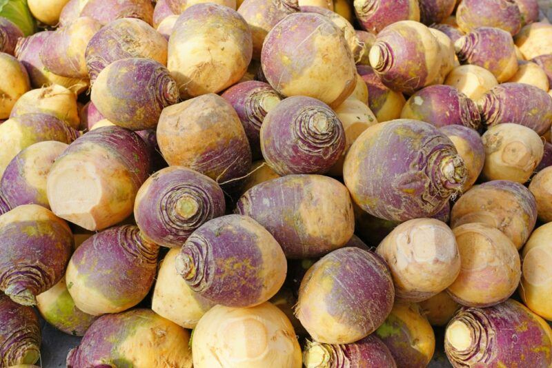 A selection of closely packed yellow and purple rutabaga