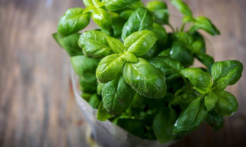 A white pot on a table with fresh basil growing fron it