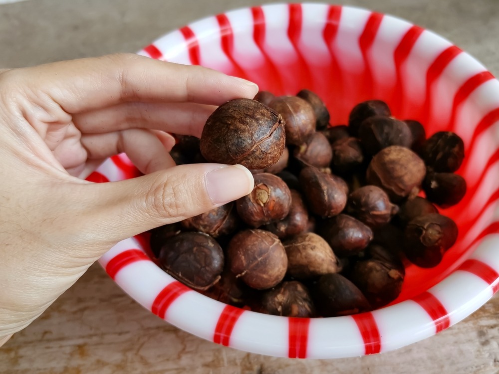 29 Exotic Nuts That You Need To See To Believe Food For Net