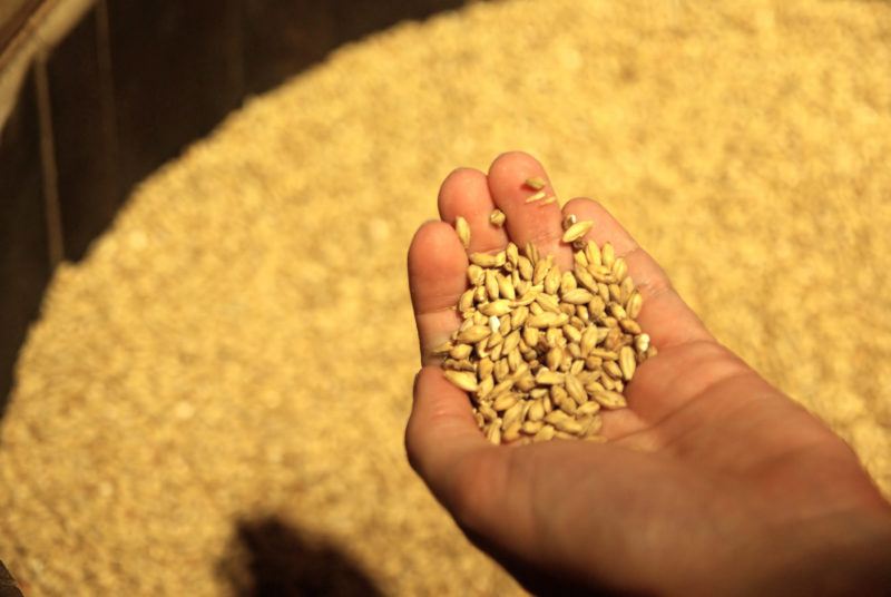 a hand scooping barley our of a big vat.