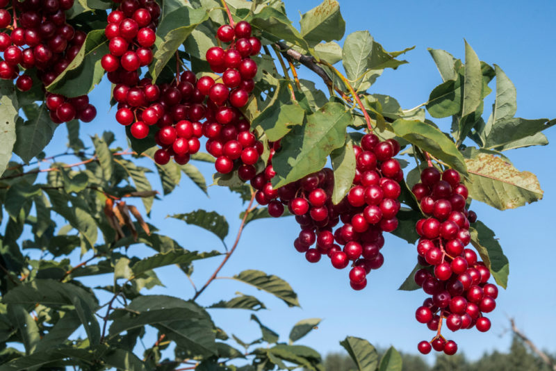 Un ramo di un albero carico di chokecherries freschi