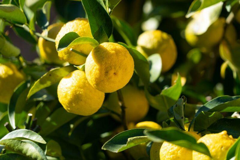 Yellow citron fruits growing on a tree with dark green leaves