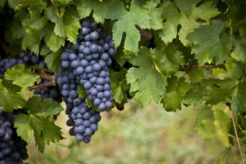 Dark grapes growing on a vine outside