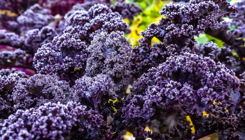 26 Stunning Purple Vegetables To Make Your Plate Come Alive Food For Net