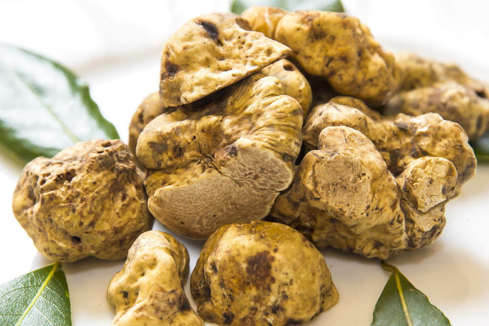 Truffle Wine Pairing Tips and Combinations Food For Net