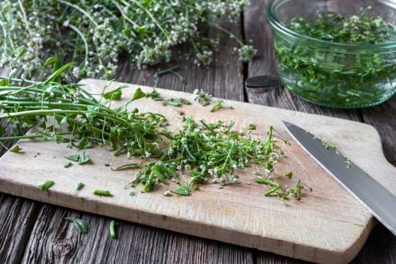 A wooden board where a shepherd's purse herb is being chopped into small pieces