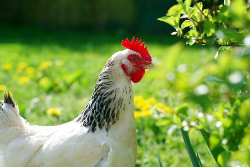 A white Sussex chicken with black feathers around its neck