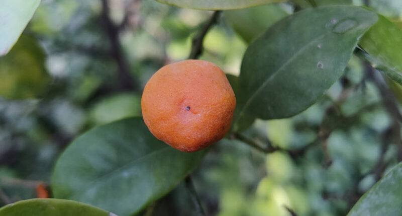 A single imbe fruit growing on a tree